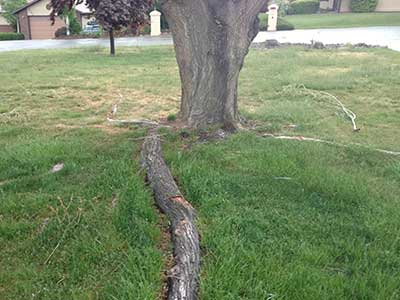 Stump Removal by Alpine Tree Service