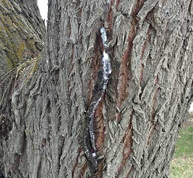 Tree with frothy flux disease