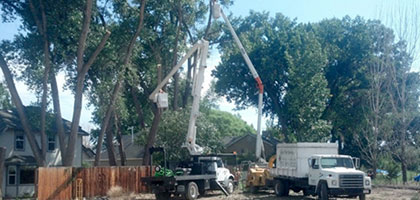 Tree Health in Grand Junction, CO at Alpine Tree Service, LLC