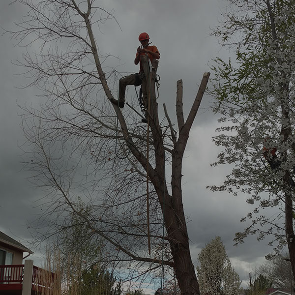 Reliable Tree Services in Grand Junction, CO at Alpine Tree Service, LLC