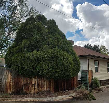 Tree Removal Before Picture in Grand Junction, CO at Alpine Tree Service, LLC