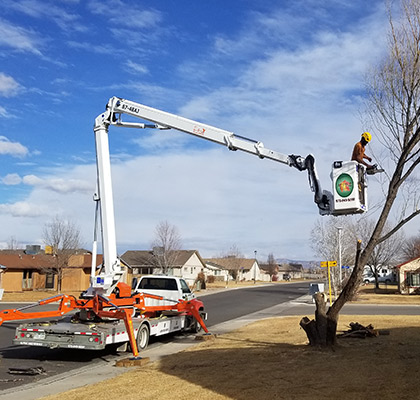 Big Tree Trimming in Grand Junction, CO at Alpine Tree Service, LLC