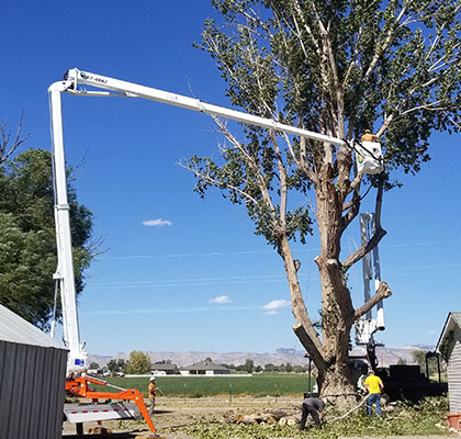 Tree Services in Grand Junction, CO at Alpine Tree Service, LLC