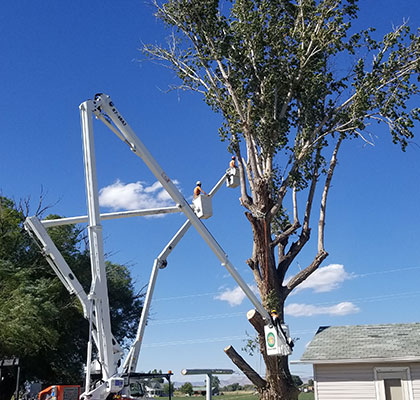 Tree Trimming in Grand Junction, CO at Alpine Tree Service, LLC