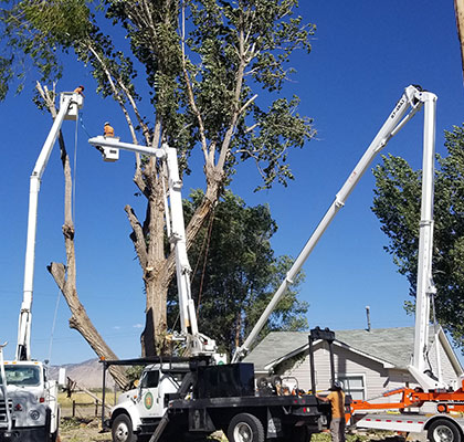 Tree Company in Grand Junction, CO at Alpine Tree Service, LLC