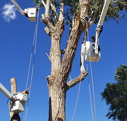 Tree Cutting in Grand Junction, CO at Alpine Tree Service, LLC