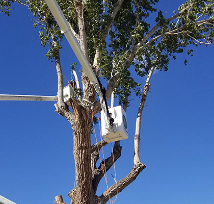 Tree Care in Grand Junction, CO at Alpine Tree Service, LLC