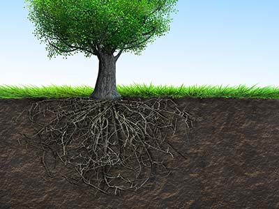 Deep Root Fertilization - Alpine Tree Service, LLC - Grand Junction, CO