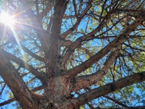 Tree to be cut down by Alpine Tree Service